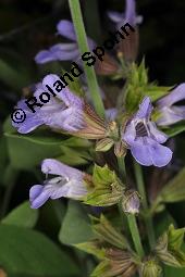 Echter Salbei, Garten-Salbei, Salvia officinalis, Salvia officinalis, Echter Salbei, Lamiaceae, Blhend Kauf von 00899_salvia_officinalis_dsc_1663.jpg