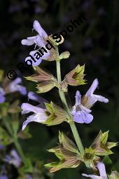 Echter Salbei, Garten-Salbei, Salvia officinalis, Salvia officinalis, Echter Salbei, Lamiaceae, Blhend Kauf von 00899_salvia_officinalis_dsc_1665.jpg