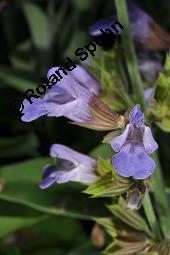 Echter Salbei, Garten-Salbei, Salvia officinalis, Salvia officinalis, Echter Salbei, Lamiaceae, Blhend Kauf von 00899_salvia_officinalis_dsc_1666.jpg