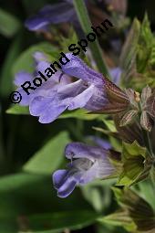 Echter Salbei, Garten-Salbei, Salvia officinalis, Salvia officinalis, Echter Salbei, Lamiaceae, Blhend Kauf von 00899_salvia_officinalis_dsc_1667.jpg