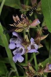 Echter Salbei, Garten-Salbei, Salvia officinalis, Salvia officinalis, Echter Salbei, Lamiaceae, Blhend Kauf von 00899_salvia_officinalis_dsc_1668.jpg