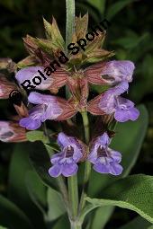 Echter Salbei, Garten-Salbei, Salvia officinalis, Salvia officinalis, Echter Salbei, Lamiaceae, Blhend Kauf von 00899_salvia_officinalis_dsc_4723.jpg