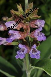 Echter Salbei, Garten-Salbei, Salvia officinalis, Salvia officinalis, Echter Salbei, Lamiaceae, Blhend Kauf von 00899_salvia_officinalis_dsc_4724.jpg