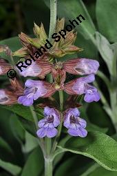 Echter Salbei, Garten-Salbei, Salvia officinalis, Salvia officinalis, Echter Salbei, Lamiaceae, Blhend Kauf von 00899_salvia_officinalis_dsc_4725.jpg