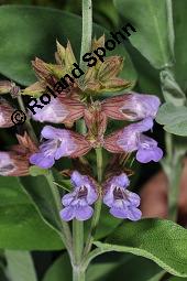 Echter Salbei, Garten-Salbei, Salvia officinalis, Salvia officinalis, Echter Salbei, Lamiaceae, Blhend Kauf von 00899_salvia_officinalis_dsc_4726.jpg