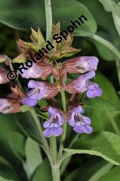 Echter Salbei, Garten-Salbei, Salvia officinalis, Salvia officinalis, Echter Salbei, Lamiaceae, Blhend Kauf von 00899_salvia_officinalis_dsc_4727.jpg