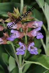 Echter Salbei, Garten-Salbei, Salvia officinalis, Salvia officinalis, Echter Salbei, Lamiaceae, Blhend Kauf von 00899_salvia_officinalis_dsc_4728.jpg