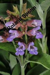 Echter Salbei, Garten-Salbei, Salvia officinalis, Salvia officinalis, Echter Salbei, Lamiaceae, Blhend Kauf von 00899_salvia_officinalis_dsc_4729.jpg
