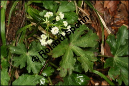 Wald-Sanikel, Sanicula europaea, Apiaceae, Sanicula europaea, Wald-Sanikel, Blhend Kauf von 00907sanicula_europaeaimg_7517.jpg