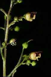 Knotige Braunwurz, Scrophularia nodosa, Scrophulariaceae, Scrophularia nodosa, Knotige Braunwurz, Blühend Kauf von 00919scrophularia_nodosaimg_2434.jpg
