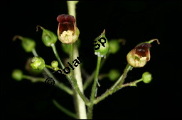 Knotige Braunwurz, Scrophularia nodosa, Scrophulariaceae, Scrophularia nodosa, Knotige Braunwurz, Blhend Kauf von 00919scrophularia_nodosaimg_2435.jpg