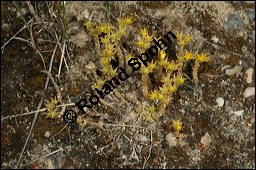 Scharfer Mauerpfeffer, Sedum acre, Crassulaceae, Sedum acre, Scharfer Mauerpfeffer, Blühend Kauf von 00920sedum_acreimg_8367.jpg
