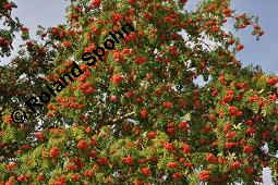 Eberesche, Vogelbeere, Vogelbeerbaum, Sorbus aucuparia, Sorbus aucuparia, Eberesche, Vogelbeere, Rosaceae, Blhend Kauf von 00944_sorbus_aucuparia_dsc_3726.jpg
