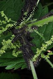 Groe Brennnessel, Urtica dioica, Urticaceae, Urtica dioica, Groe Brennnessel, Blhend Kauf von 00995_urica_dioica_dsc_3701.jpg