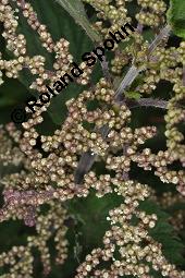 Groe Brennnessel, Urtica dioica, Urticaceae, Urtica dioica, Groe Brennnessel, Blhend Kauf von 00995_urtica_dioica_dsc_4079.jpg