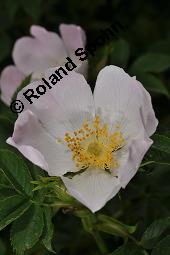 Hunds-Rose, Wild-Rose, Rosa canina, Rosa canina, Hunds-Rose, Wild-Rose, Rosaceae, Blhend Kauf von 01287_rosa_canina_dsc_4454.jpg
