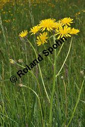 Wiesen-Pippau, Crepis biennis, Cichoriaceae, Crepis biennis, Wiesen-Pippau, Blühend Kauf von 01309_crepis_biennis_dsc_3820.jpg