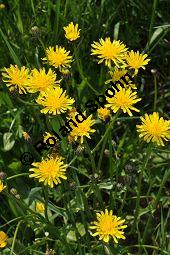 Wiesen-Pippau, Crepis biennis, Cichoriaceae, Crepis biennis, Wiesen-Pippau, Blhend Kauf von 01309_crepis_biennis_dsc_3821.jpg