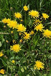 Wiesen-Pippau, Crepis biennis, Cichoriaceae, Crepis biennis, Wiesen-Pippau, Blhend Kauf von 01309_crepis_biennis_dsc_3822.jpg