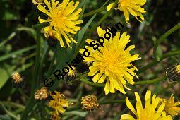 Wiesen-Pippau, Crepis biennis, Cichoriaceae, Crepis biennis, Wiesen-Pippau, Blhend Kauf von 01309_crepis_biennis_dsc_3824.jpg