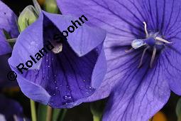 Ballonblume, Platycodon grandiflorus, Platycodon grandiflorus, Ballonblume, Campanulaceae, Blhend Kauf von 01367_platycodon_grandiflorus_dsc_5209.jpg