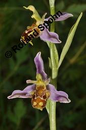 Bienen-Ragwurz, Ophrys apifera, Ophrys apifera, Bienen-Ragwurz, Orchidaceae, Blhend Kauf von 01435_ophrys_apifera_dsc_1602.jpg