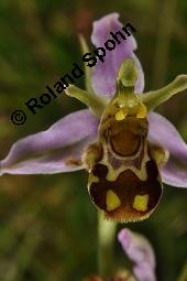 Bienen-Ragwurz, Ophrys apifera, Ophrys apifera, Bienen-Ragwurz, Orchidaceae, Blhend Kauf von 01435_ophrys_apifera_dsc_1603.jpg