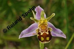 Bienen-Ragwurz, Ophrys apifera, Ophrys apifera, Bienen-Ragwurz, Orchidaceae, Blhend Kauf von 01435_ophrys_apifera_dsc_1605.jpg