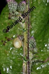 Sumpf-Kratzdistel, Cirsium palustre, Cirsium palustre, Sumpf-Kratzdistel, Asteraceae, mit Schnecke Kauf von 01489_cirsium_palustre_dsc_3105.jpg