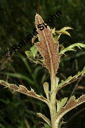 Acker-Kratzdistel, Cirsium arvense, Cirsium arvense, Acker-Kratzdistel, Asteraceae, fruchtend Kauf von 01504_cirsium_arvense_dsc_1854.jpg