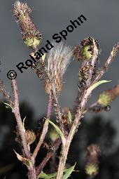 Acker-Kratzdistel, Cirsium arvense, Cirsium arvense, Acker-Kratzdistel, Asteraceae, fruchtend Kauf von 01504_cirsium_arvense_dsc_2612.jpg