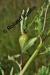 Acker-Kratzdistel, Cirsium arvense, Cirsium arvense, Acker-Kratzdistel, Asteraceae, fruchtend Kauf von 01504_cirsium_arvense_dsc_5993.jpg