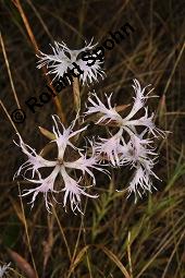 Pracht-Nelke, Dianthus superbus, Dianthus superbus, Pracht-Nelke, Caryophyllaceae, Blhend Kauf von 01553_dianthus_superbus_dsc_3087.jpg
