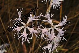 Pracht-Nelke, Dianthus superbus, Dianthus superbus, Pracht-Nelke, Caryophyllaceae, Blhend Kauf von 01553_dianthus_superbus_dsc_3088.jpg