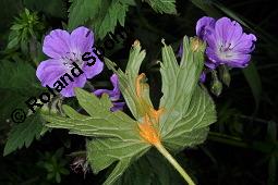 Wald-Storchschnabel, Geranium sylvaticum, Geraniaceae, Geranium sylvaticum, Wald-Storchschnabel, Blhend Kauf von 01648_geranium_sylvaticum_dsc_1529.jpg