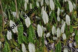 Weiße Silberwurz, Dryas octopetala, Dryas octopetala, Weiße Silberwurz, Rosaceae, Blühend Kauf von 01696_dryas_octopetala_dsc_2410.jpg