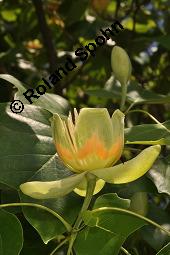 Tulpenbaum, Liriodendron tulipifera, Liriodendron tulipifera, Tulpenbaum, Magnoliaceae, Blhend Kauf von 01770_liriodendron_tulipifera_dsc_1630.jpg