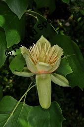 Tulpenbaum, Liriodendron tulipifera, Liriodendron tulipifera, Tulpenbaum, Magnoliaceae, Blhend Kauf von 01770_liriodendron_tulipifera_dsc_1631.jpg