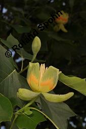 Tulpenbaum, Liriodendron tulipifera, Liriodendron tulipifera, Tulpenbaum, Magnoliaceae, Blhend Kauf von 01770_liriodendron_tulipifera_dsc_1642.jpg