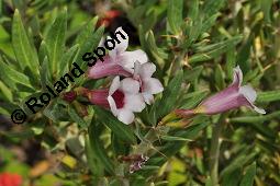 Zweidorniger Dickfuß, Pachypodium bispinosum, Pachypodium bispinosum, Zweidorniger Dickfuß, Apocynaceae, Blühend Kauf von 01896_pachypodium_bispinosum_dsc_4357.jpg
