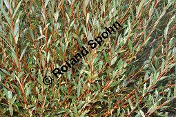 Purpur-Weide, Salix purprea, Salix purpurea, Purpur-Weide, Salicaceae, Ktzchen-Knospen Kauf von 01988_salix_purpurea_dsc_0201.jpg