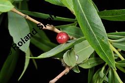 Purpur-Weide, Salix purprea, Salix purpurea, Purpur-Weide, Salicaceae, Ktzchen-Knospen Kauf von 01988_salix_purpurea_dsc_1204.jpg