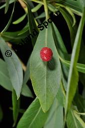 Purpur-Weide, Salix purprea, Salix purpurea, Purpur-Weide, Salicaceae, Ktzchen-Knospen Kauf von 01988_salix_purpurea_dsc_1205.jpg
