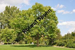 Gewhnlicher Trompetenbaum, Beamtenbaum, Catalpa bignonioides, Bignoniaceae, Catalpa bignoniodes, Gewhnlicher Trompetenbaum, Beamtenbaum, fruchtend Kauf von 02004_catalpa_bignonioides_dsc_0023.jpg