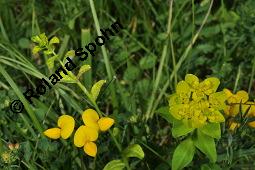 Kartuser-Nelke, Dianthus carthusianorum, Caryophyllaceae, Dianthus carthusianorum, Kartuser-Nelke, Habitus blhend Kauf von 02137_euphorbia_verrucosa_dsc_1540.jpg