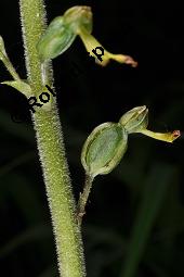 Groes Zweiblatt, Listera ovata, Listera ovata, Groes Zweiblatt, Orchidaceae, fruchtend Kauf von 02139_listera_ovata_dsc_1694.jpg