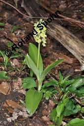 Blasses Knabenkraut, Orchis pallens, Orchis pallens, Blasses Knabenkraut, Orchidaceae, Blhend Kauf von 02140_orchis_pallens_dsc_0152.jpg
