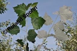 Silber-Pappel, Populus alba, Populus alba, Silber-Pappel, Salicaceae, Beblttert, an Schlingen Kauf von 02160_populus_alba_dsc_4871.jpg
