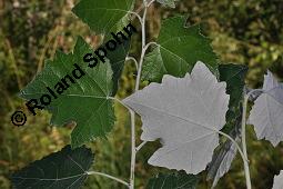 Silber-Pappel, Populus alba, Populus alba, Silber-Pappel, Salicaceae, Beblttert, an Schlingen Kauf von 02160_populus_alba_dsc_4873.jpg