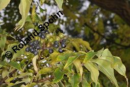 Amur-Korkbaum, Amur-Gelbbaum, Phellodendron amurense, Phellodendron amurense, Amur-Korkbaum, Amur-Gelbbaum, Rutaceae, fruchtend Kauf von 02440_phellodendron_amurense_dsc_7884.jpg